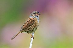 Dunnock